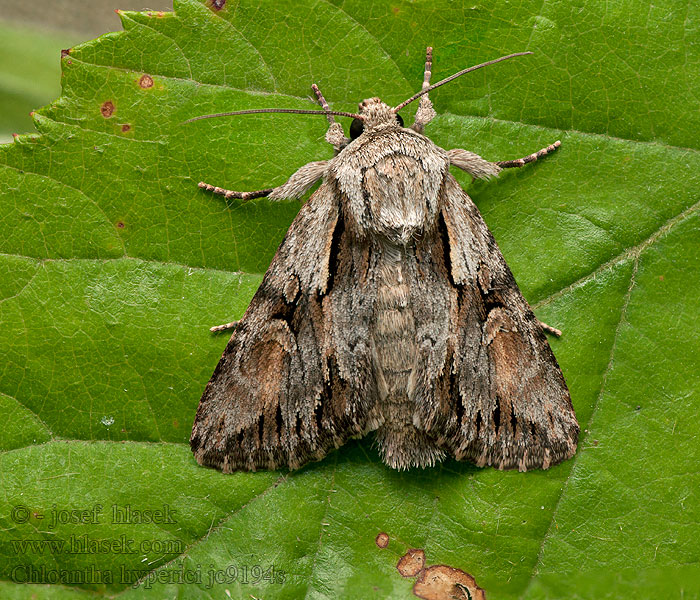 Chloantha hyperici