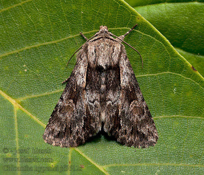 Kystperikumfly Gra perikonugle Sint-janskruiduil Chloantha hyperici