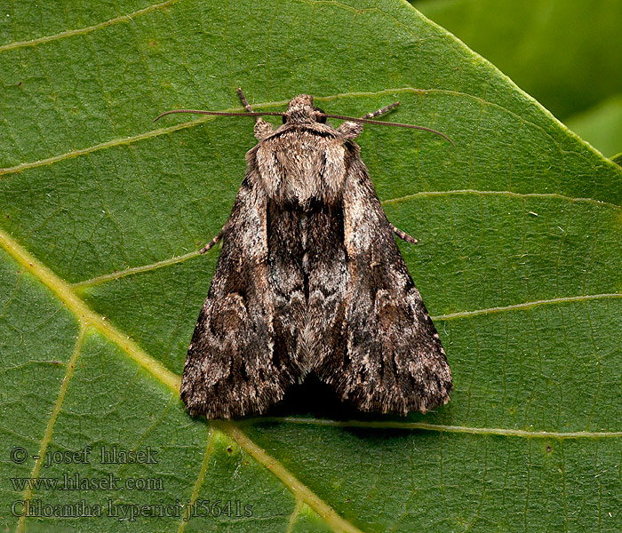 Pale-shouldered Cloud Sivkavec ľubovníkový Chloantha hyperici