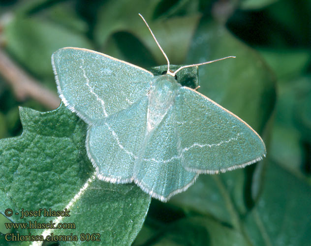 Chlorissa cloraria Lauchgrüner Waldheidenspanner Piadivka černicová Zelenopláštník lískový Southern Grass Emerald Miernik chlorak Chlorée Smiltyninis žaliasprindis Пяденица угловатая тёмно-зелёная