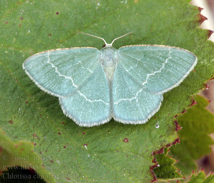 Zelenopláštník lískový Southern Grass Emerald Miernik chlorak Chlorée Smiltyninis žaliasprindis Пяденица угловатая тёмно-зелёная Chlorissa cloraria Lauchgrüner Waldheidenspanner Piadivka černicová