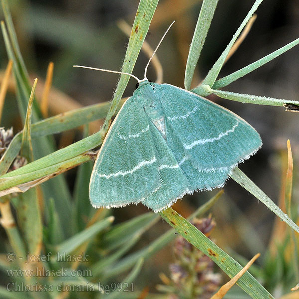 Chlorée Smiltyninis žaliasprindis Пяденица угловатая тёмно-зелёная Chlorissa cloraria Lauchgrüner Waldheidenspanner Piadivka černicová Zelenopláštník lískový Southern Grass Emerald Miernik chlorak