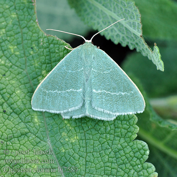 Lauchgrüner Waldheidenspanner Piadivka černicová Zelenopláštník lískový Southern Grass Emerald Miernik chlorak Chlorée Smiltyninis žaliasprindis Пяденица угловатая тёмно-зелёная Chlorissa cloraria