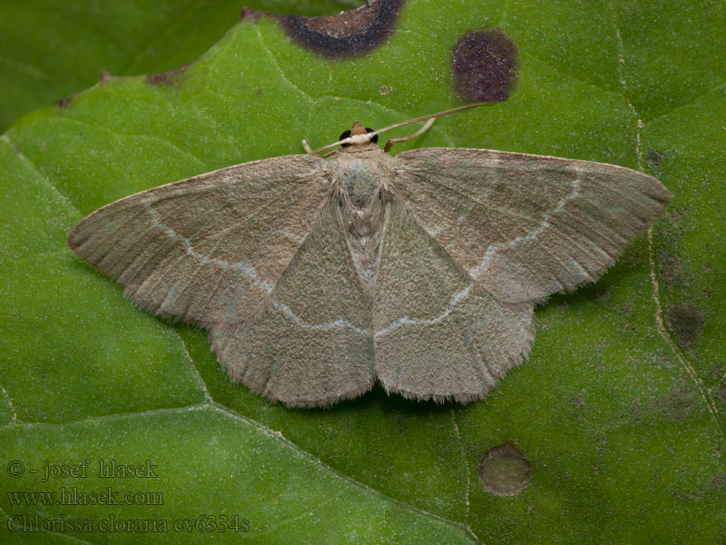 Lauchgrüner Waldheidenspanner Piadivka černicová Zelenopláštník lískový Chlorissa cloraria