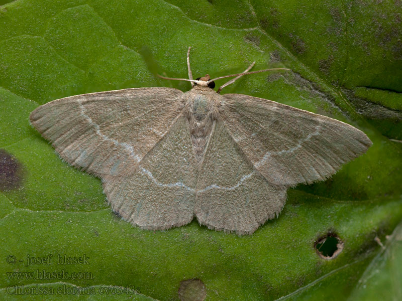 Southern Grass Emerald Miernik chlorak Chlorée Smiltyninis žaliasprindis Пяденица угловатая тёмно-зелёная Chlorissa cloraria