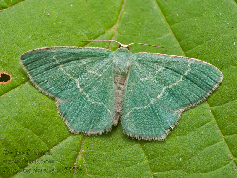 Zelenopláštník lískový Miernik chlorak Chlorissa cloraria