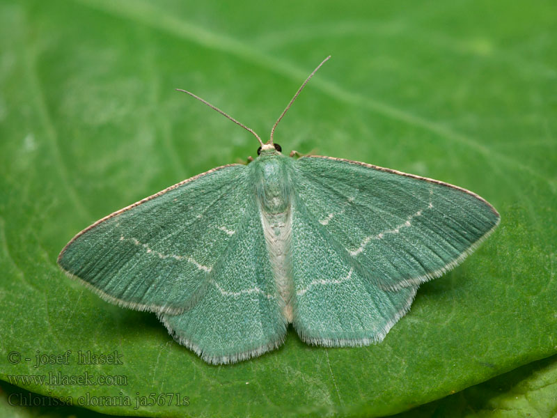 Lauchgrüner Waldheidenspanner Piadivka černicová Chlorissa cloraria