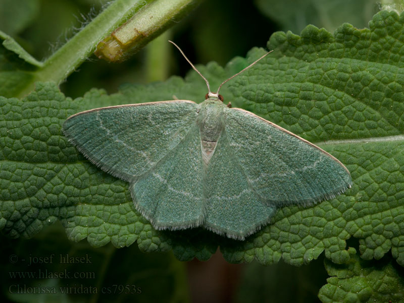 Small Grass Emerald Grüner Moorheidenspanner Chlorissa viridata