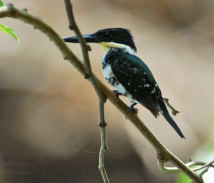 Chloroceryle americana 绿鱼狗 Rybařík zelený Grünfischer