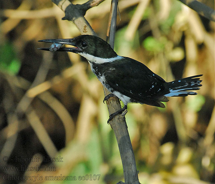 Chloroceryle americana Grøn Stødfisker Green Kingfisher