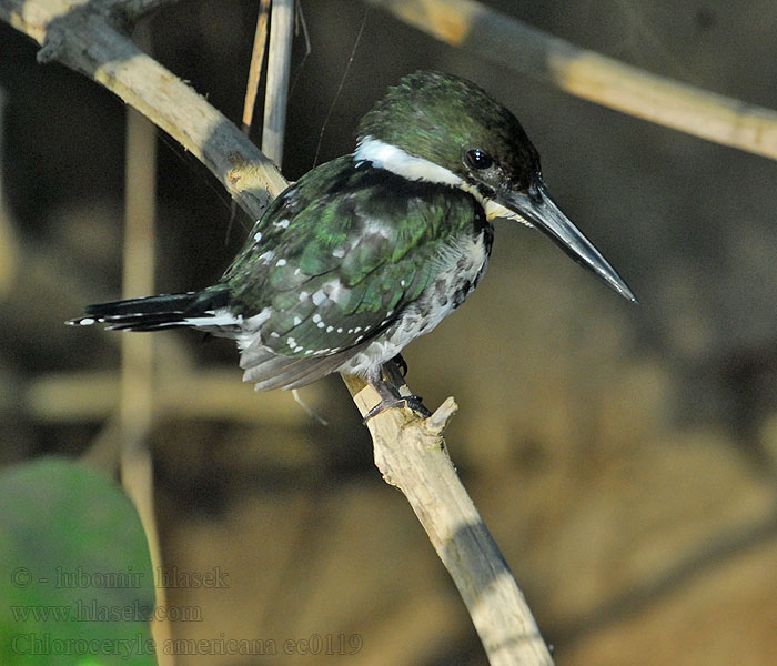 Chloroceryle americana Martín Pescador Verde Viherkalastaja