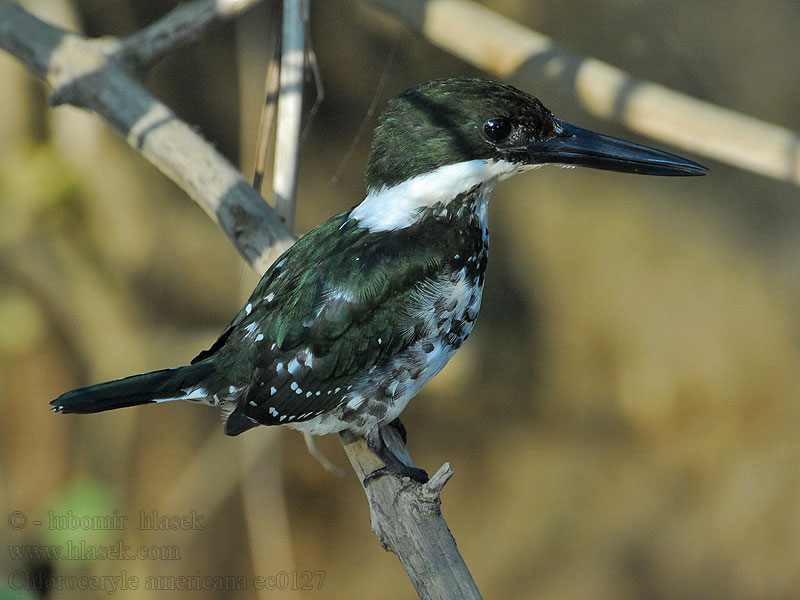 Chloroceryle americana Martin-pêcheur vert Zöld jégmadár