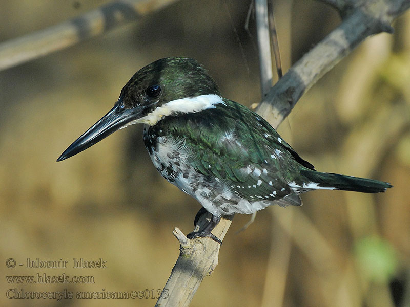 Chloroceryle americana Martin pescatore verd ミドリヤマセミ