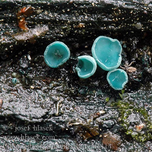 Chlorociboria aeruginascens al5114