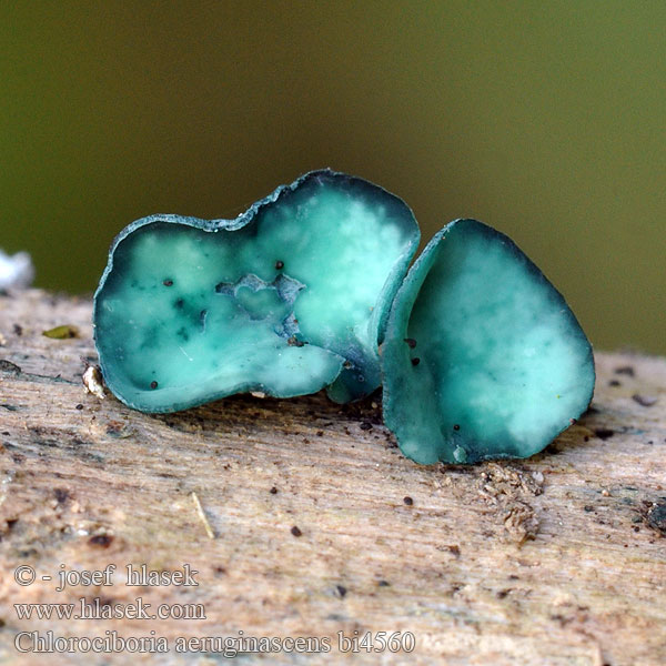 Chlorociboria aeruginascens bi4560