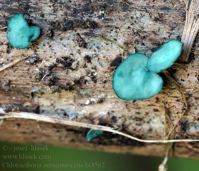 Chlorociboria aeruginascens bi4562