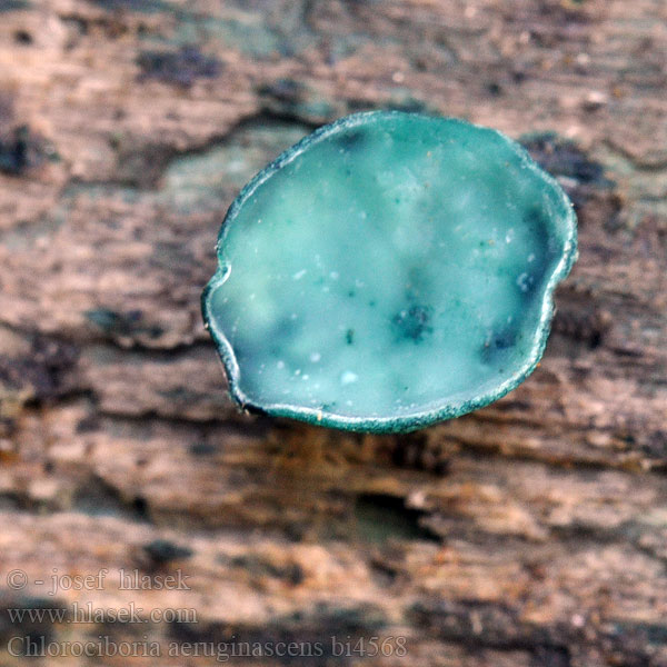 Chlorociboria aeruginascens bi4568