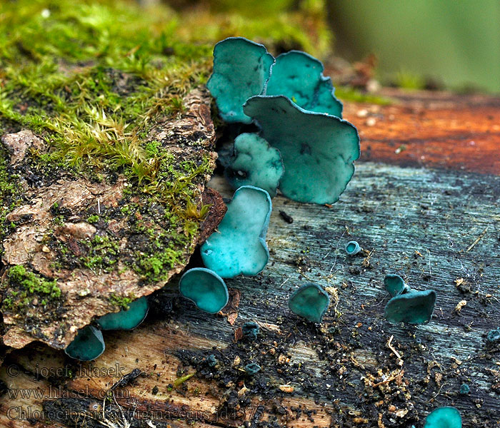 Chlorociboria aeruginosa