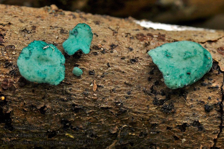 Chlorociboria aeruginosa