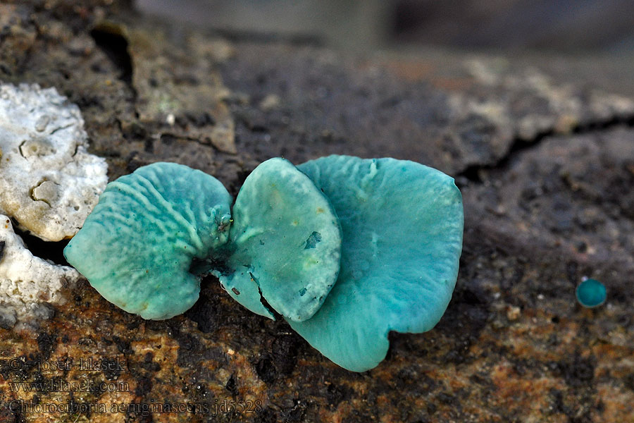 Chlorociboria aeruginosa