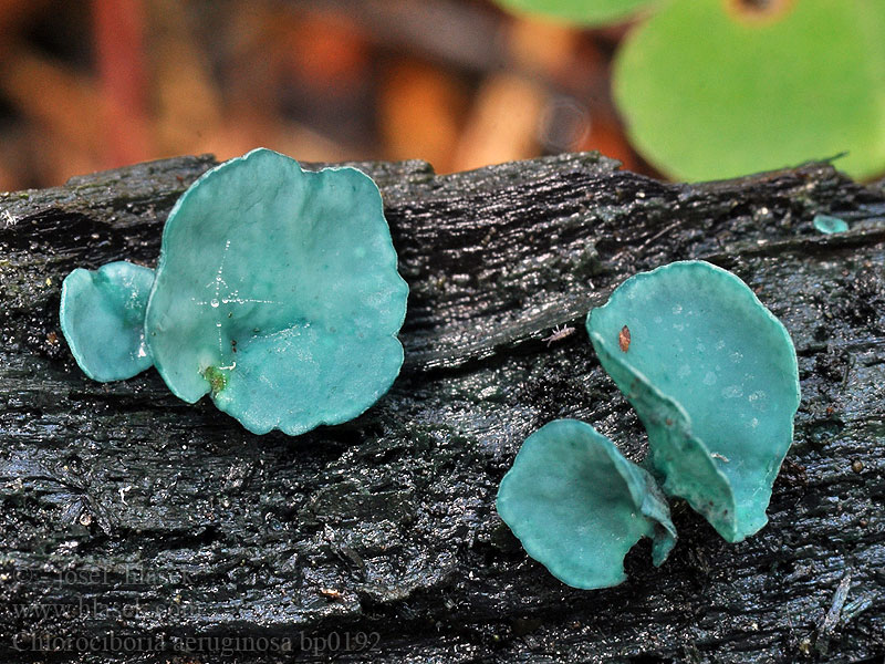 Хлороцибория сине-зеленая хлоросплениум сине-зеленый ロクショウグサレキン