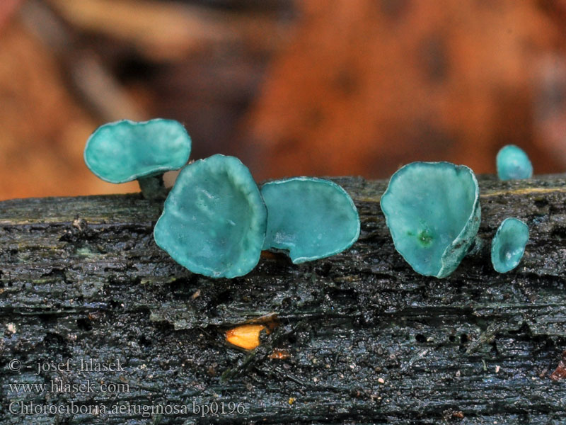 Bleg grønskive Vihernastakka Pézize turquoise