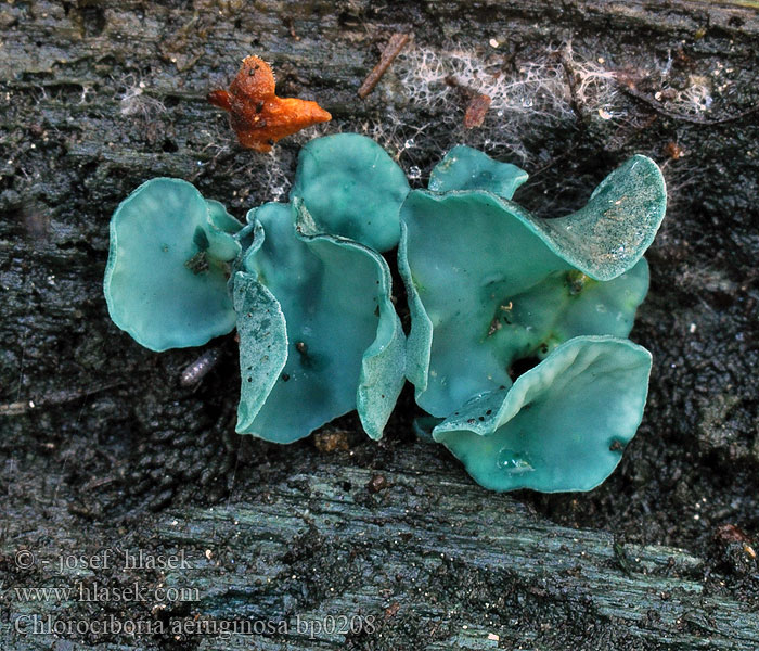 Zeleni zelenivec Blek grönskål Chlorociboria aeruginascens aeruginosa