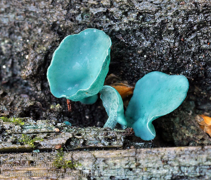 Chlorociboria aeruginascens aeruginosa Blue-Stain Fungus