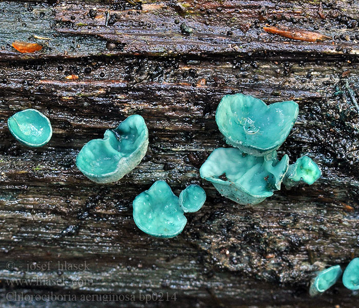 Chlorociboria aeruginascens aeruginosa Blue stain Blue-green cup