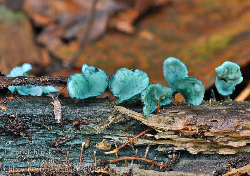 Chlorociboria aeruginascens aeruginosa Zelenica medenková obyčajná