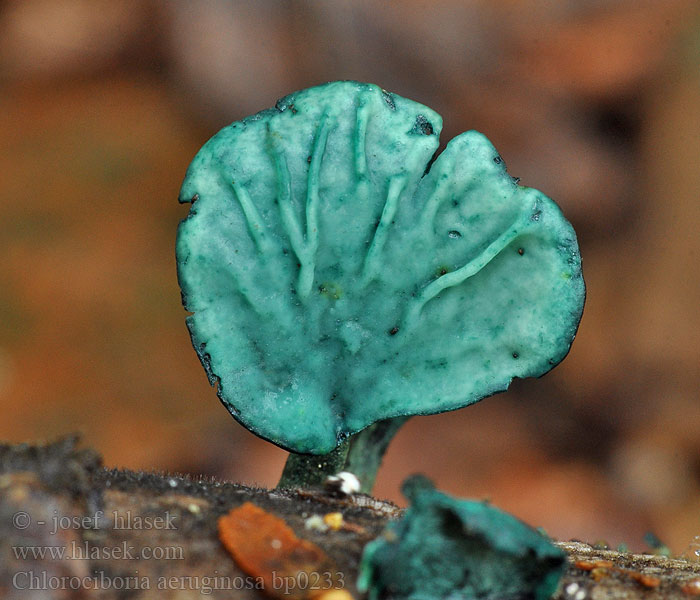 Chlorociboria aeruginosa Zieleniak drobny grynszpanowy