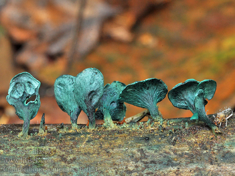 Chlorociboria aeruginosa Großsporiger Grünspanbecherling