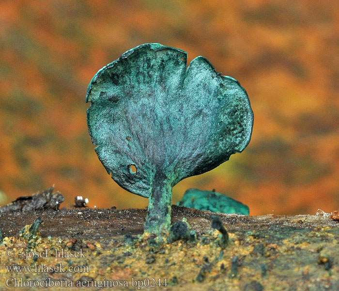 Chlorociboria aeruginosa Zelenitka buková