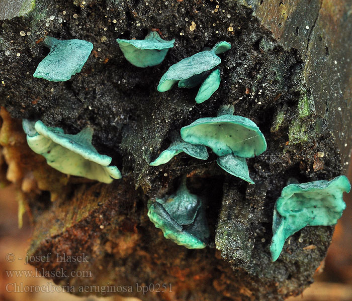 Chlorociboria aeruginosa Хлороцибория сине-зеленая ロクショウグサレキン