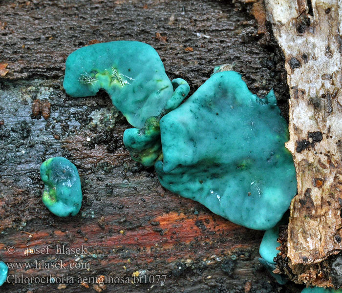 Chlorociboria aeruginosa Bleg grønskive Vihernastakka