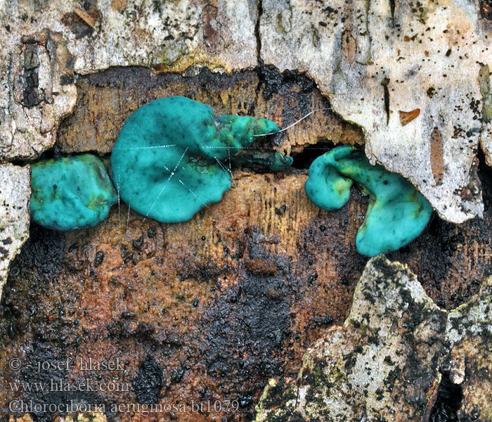 Chlorociboria aeruginosa Pézize turquoise Blek grönskål