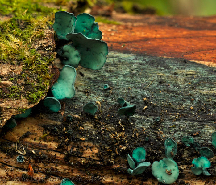 Blue-Stain Fungus Blue stain Blue-green cup Chlorociboria aeruginosa