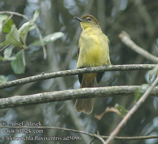 Chlorocichla flaviventris Yellow-bellied Greenbul Yellowbellied Bulbul Joyful Greenbul Idänruskobulbuli Bulbul à poitrine jaune Geelborstbuulbuul Bulbul ventregiallo Gelbbauchbülbül Zóltobrzuch okularowy Bulbul žlutobřichý Bulbul de Vientre Amarillo Yellowbellied bulbyl Geelborswillie キバラアオヒヨドリ