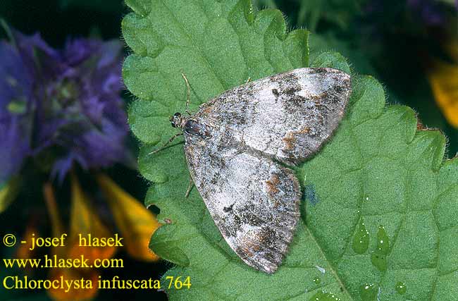 Chloroclysta infuscata