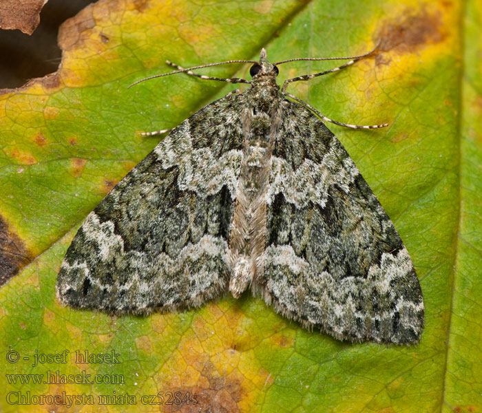 Chloroclysta miata Píďalka zimující Bläulichgrüner Heidelbeer-Blatts