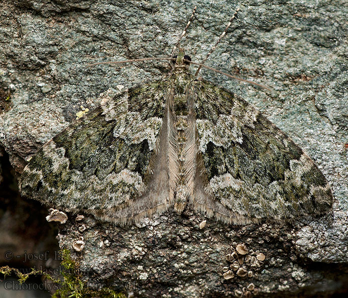 Chloroclysta miata Autumn Green Carpet Piadivka zelenosivá