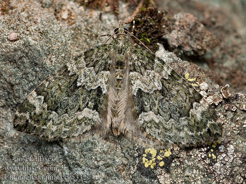 Chloroclysta miata Barnasávos pettyesaraszoló Vihervarpumittari