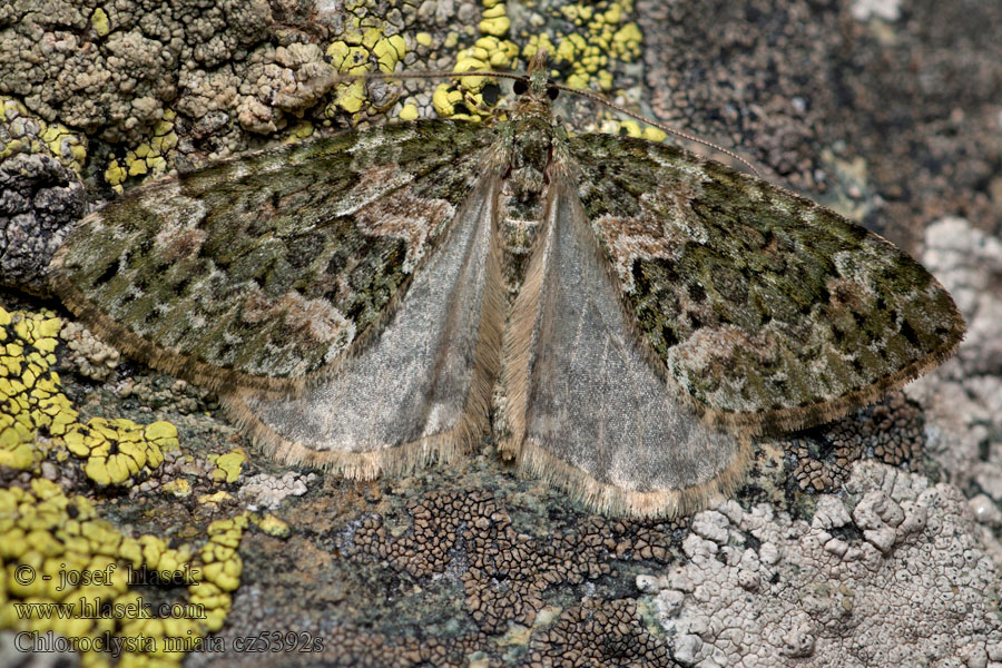 Bläulichgrüner Heidelbeer-Blatts Chloroclysta miata