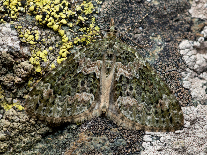 Autumn Green Carpet Chloroclysta miata