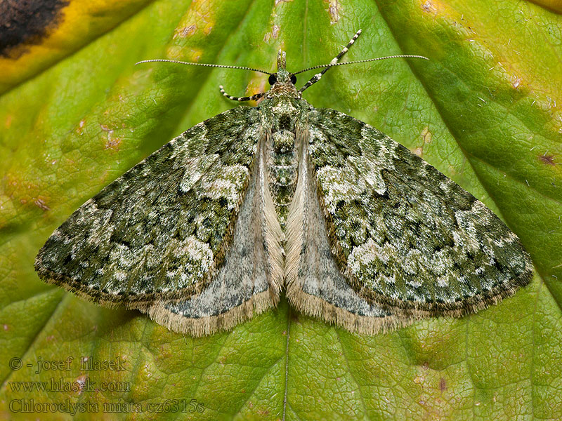 Piadivka zelenosivá Chloroclysta miata