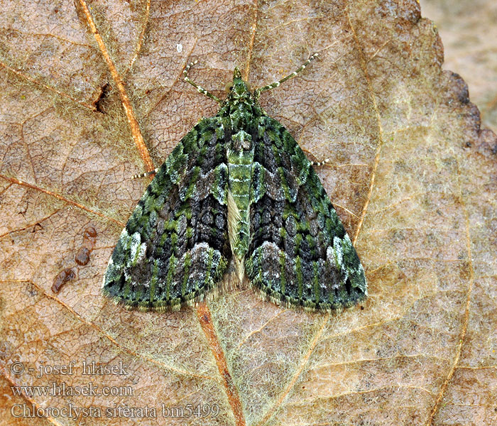 Red-green Carpet Piadivka lipová Cidarie bandes vertes