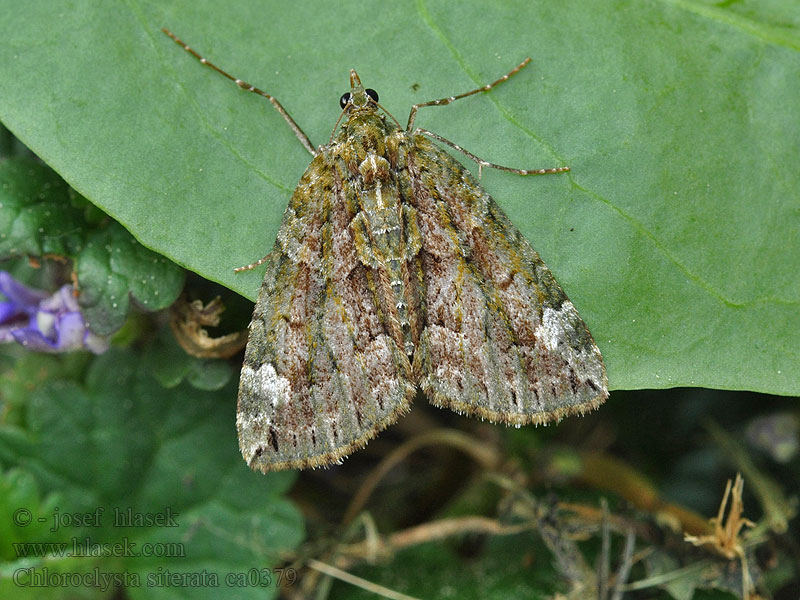 Olivgrüner Linden-Blattspanner Chloroclysta siterata