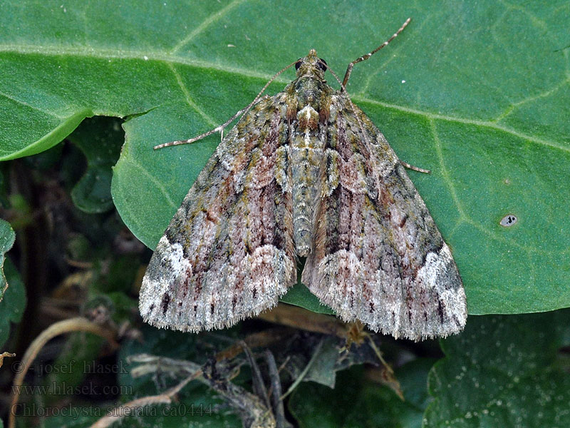 Red-green Carpet Chloroclysta siterata