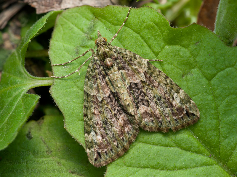 Piadivka lipová Chloroclysta siterata