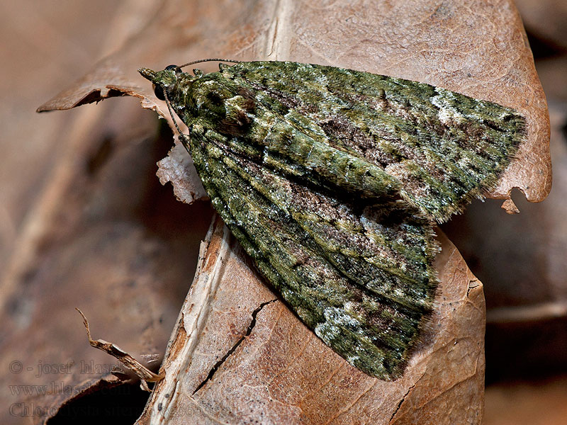 Papegaaitje Chloroclysta siterata